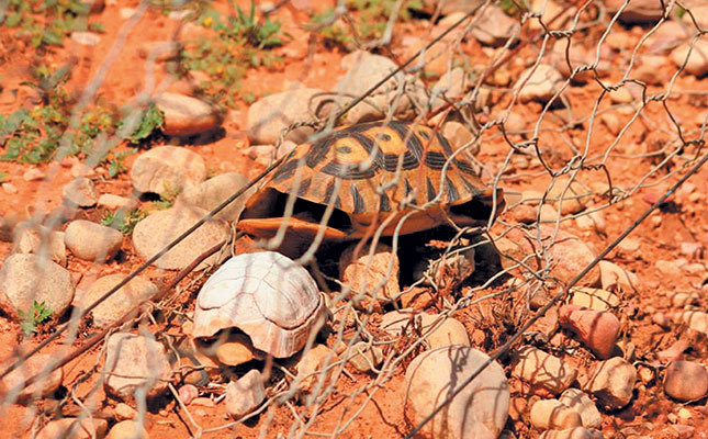 How to reduce tortoise electrocution mortalities