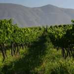 Boland wine farms under investigation by Vinmonopolet