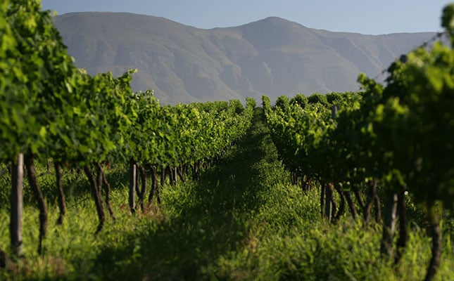 Boland wine farms under investigation by Vinmonopolet