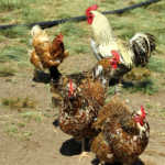 Farming chickens ethically and profitably