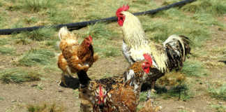 Farming chickens ethically and profitably