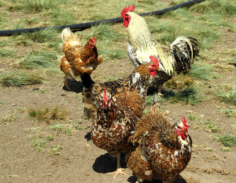 Farming chickens ethically and profitably