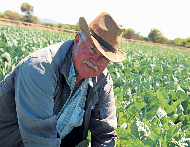 Cape Flats vegetable farmer cashes in on informal market