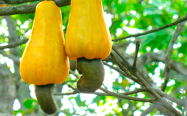 Kenya cashew nut exports decline after government ban