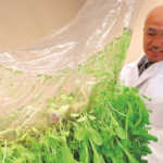 Japan’s new approach to farming without soil