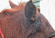 Maggots in a horse’s ears: prevention is easier than cure
