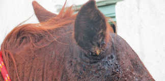 Maggots in a horse’s ears: prevention is easier than cure