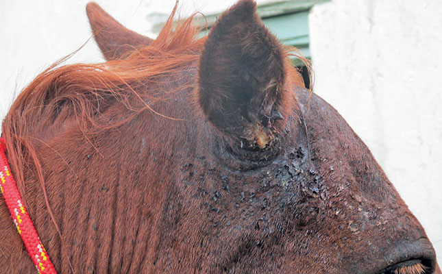Maggots in a horse’s ears: prevention is easier than cure