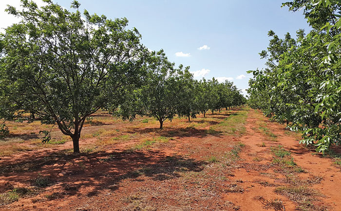 Advice on growing pecan nuts