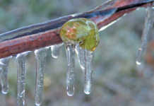 Simple and effective ways to beat the heat and the frost