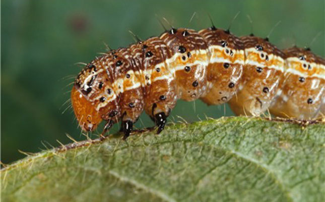 Fall armyworm invades as Kenya recovers from drought