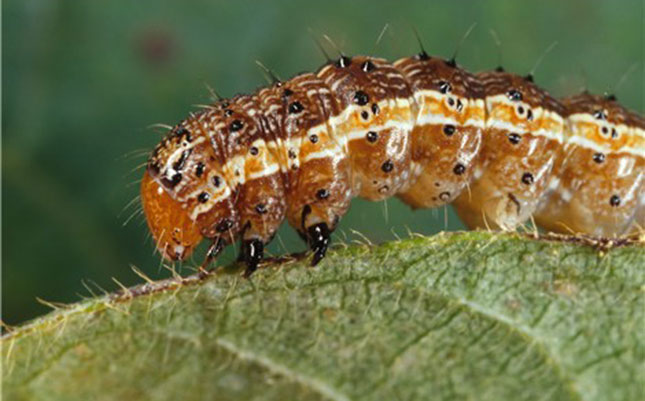 Fall armyworm invades as Kenya recovers from drought Fall armyworm invades as Kenya recovers from drought
