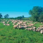 The finest Merinos in SA bred using genetic extremes