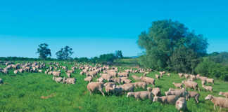 The finest Merinos in SA bred using genetic extremes