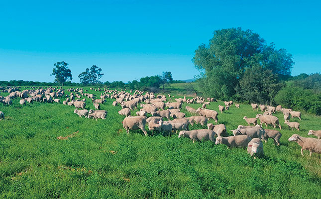 The finest Merinos in SA bred using genetic extremes