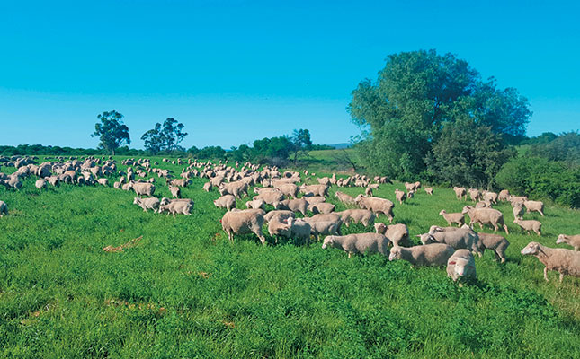 The finest Merinos in SA bred using genetic extremes The finest Merinos in SA bred using genetic extremes