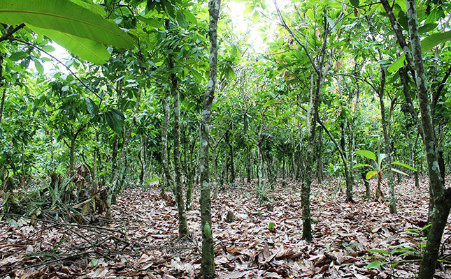 World Bank aids Ivory Coast cocoa industry