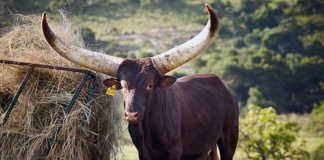 Cyril Ramaphosa’s Ankole bull sells for R640 000