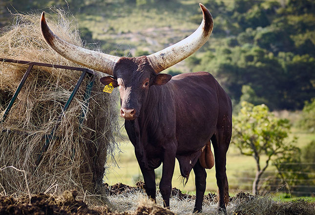 Cyril Ramaphosa’s Ankole bull sells for R640 000