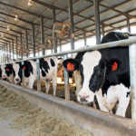 Transformation vital for progress in the dairy industry