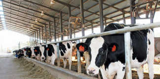 Transformation vital for progress in the dairy industry