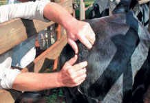 Beef cattle herd: getting the infrastructure right