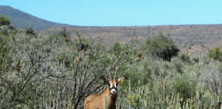 The many rewards of game farming in the Karoo