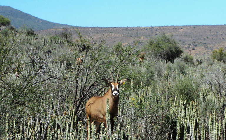 The many rewards of game farming in the Karoo