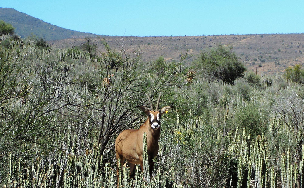 The many rewards of game farming in the Karoo