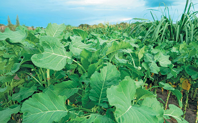 Conservation farming helps Zambian smallholders thrive Conservation farming helps Zambian smallholders thrive