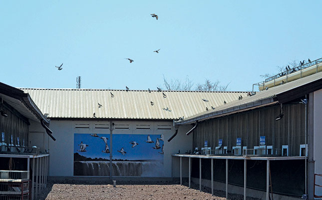 Pigeon club competitiveness Pigeon club competitiveness