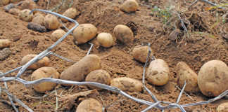 Potato prices driven by stock availability