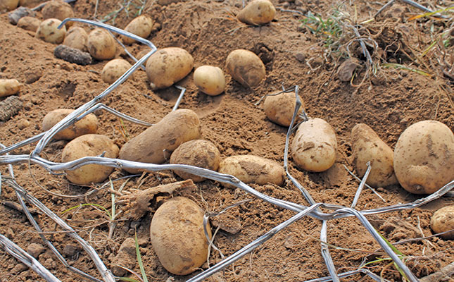 Potato prices driven by stock availability
