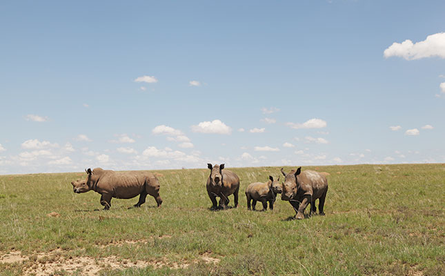KZN conservationists reeling after nine rhino poached