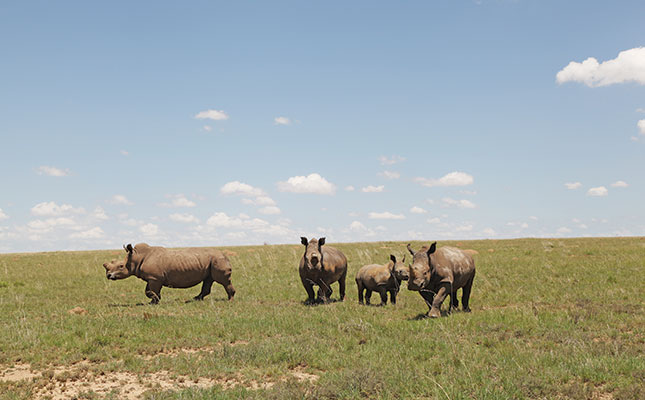 KZN conservationists reeling after nine rhino poached KZN conservationists reeling after nine rhino poached