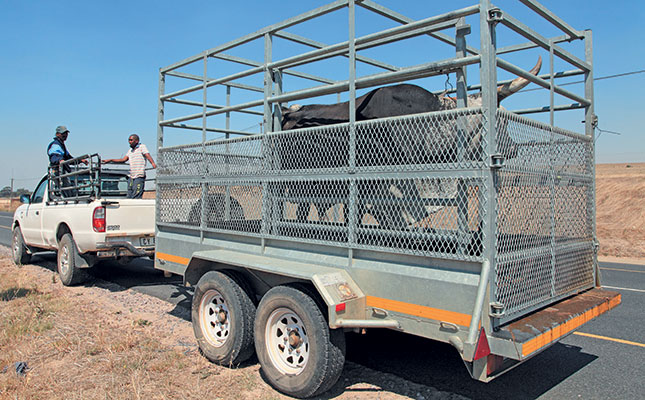 Tips for stress-free livestock transporting