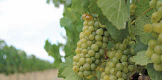 High quality grapes promise excellent wines this year