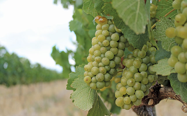 High quality grapes promise excellent wines this year