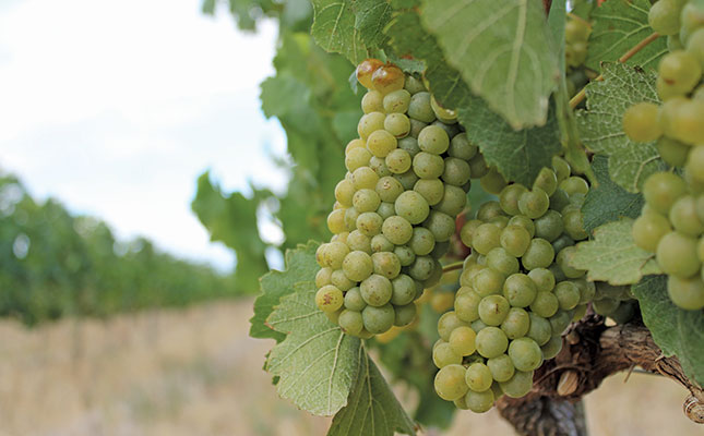 High quality grapes promise excellent wines this year High quality grapes promise excellent wines this year