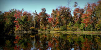 Asian long-horned beetle threatens sugar maples