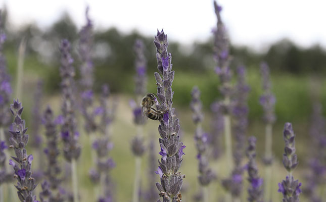 Help save Cape’s fire-affected Cape honeybees