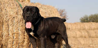 Black boerboel