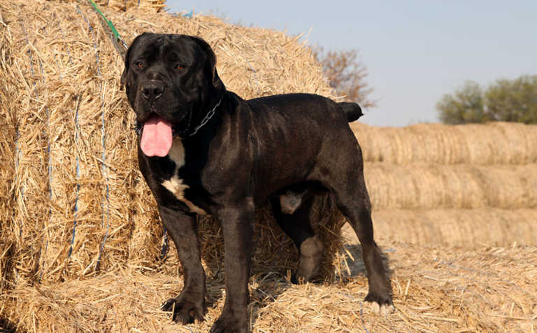 Black Boerboel breed recognised again