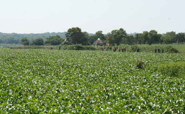 Identify invasive plants this World Environment Day