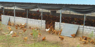 Highly pathogenic avian influenza outbreak in South Africa