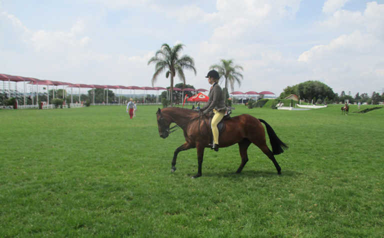 Get your horse to canter correctly