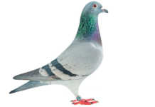 Lincia, National Ace Pigeon