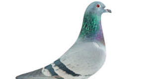 Lincia, National Ace Pigeon