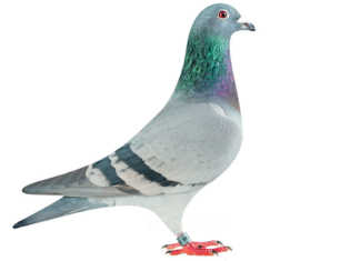 https://www.farmersweekly.co.za/app/uploads/2017/06/Lincia-National-Ace-pigeon-of-Belgian-02-324x235.jpg