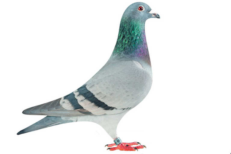 How to be successful at pigeon racing